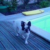 Photo de Bouledogue franais