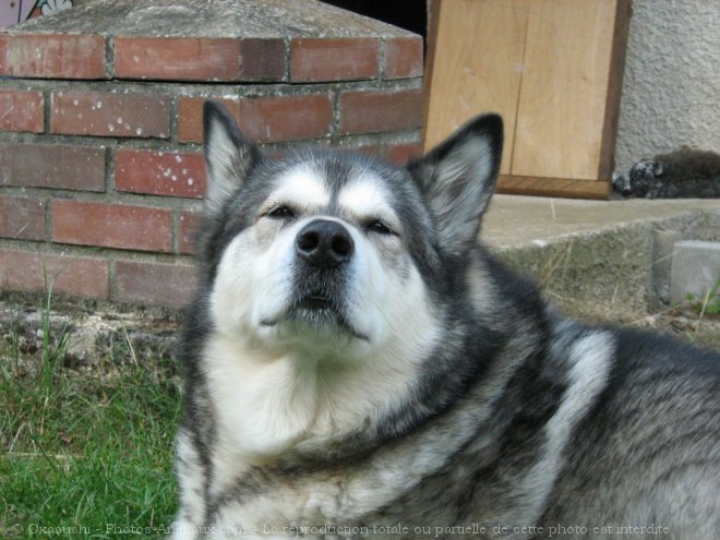 Photo de Malamute de l'alaska