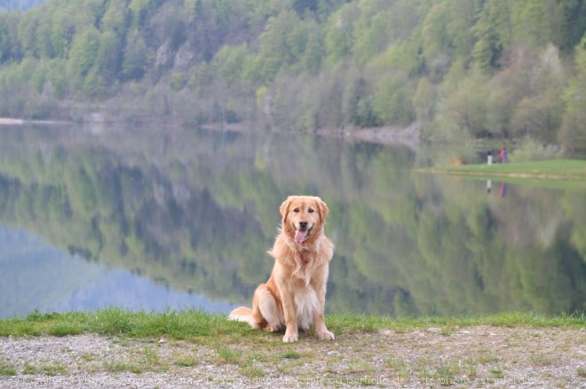 Photo de Golden retriever