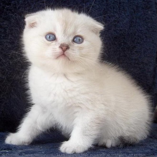 Photo de Scottish fold