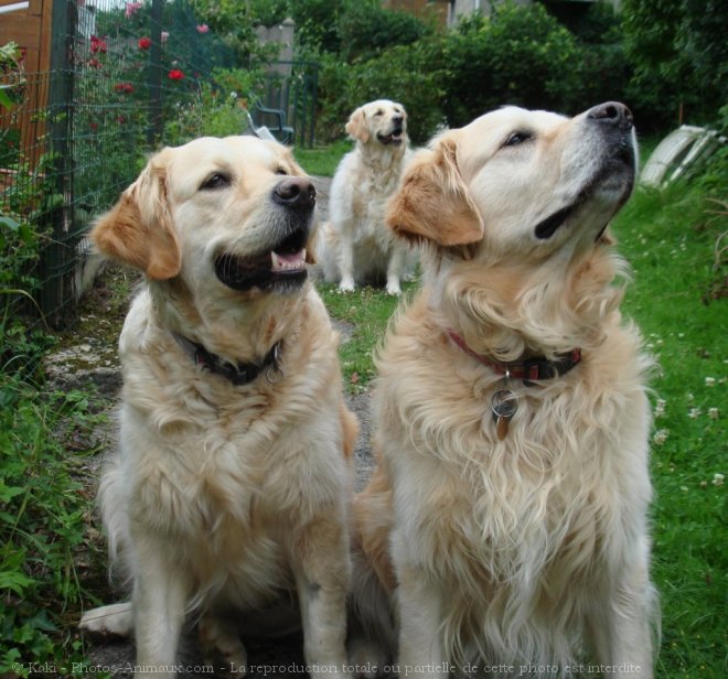 Photo de Golden retriever