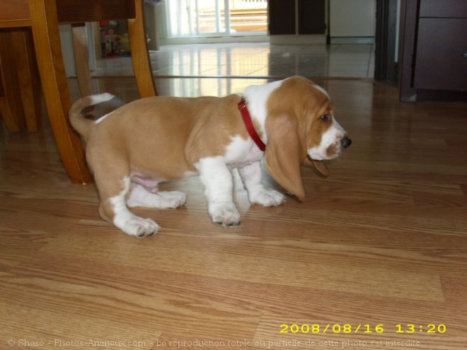 Photo de Basset hound