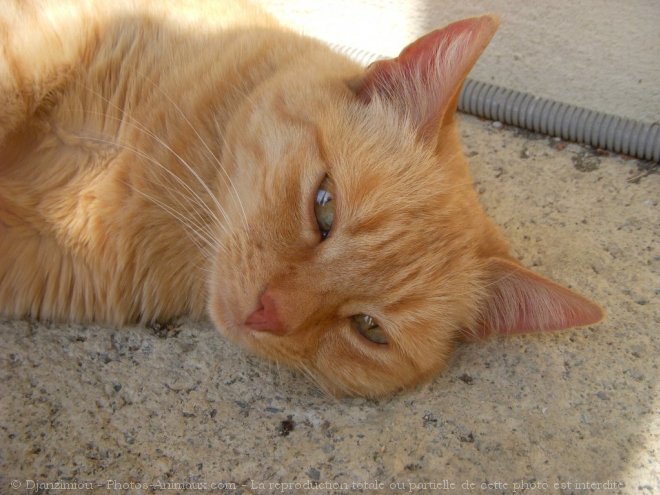 Photo de Chat domestique