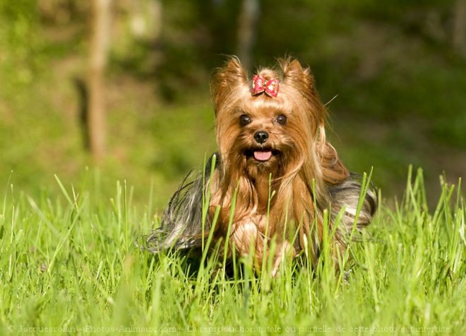 Photo de Yorkshire terrier