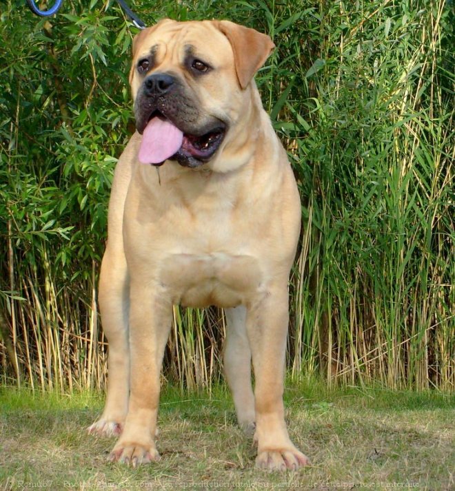 Photo de Bullmastiff