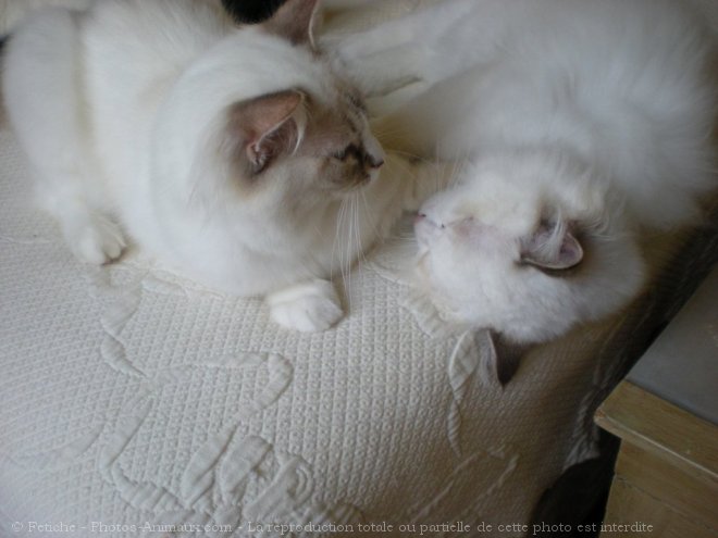 Photo de Ragdoll