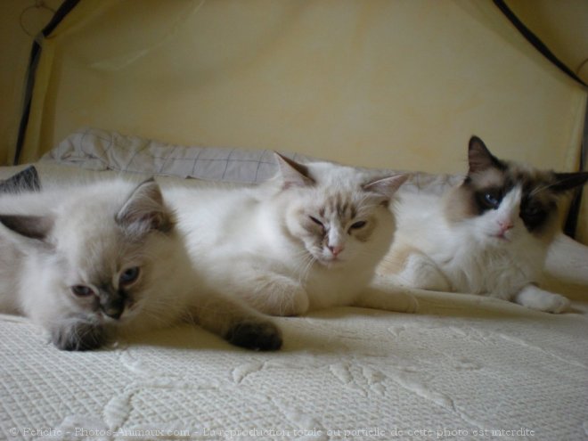 Photo de Ragdoll