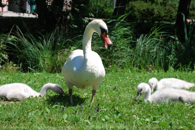 Photo de Cygne