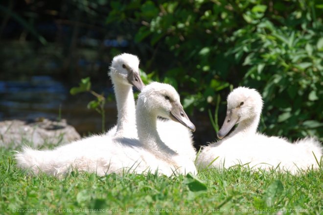 Photo de Cygne