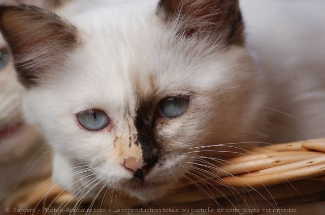 Photo de Sacr de birmanie