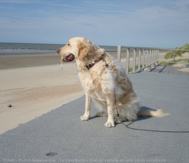 Photo de Golden retriever