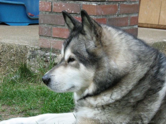 Photo de Malamute de l'alaska