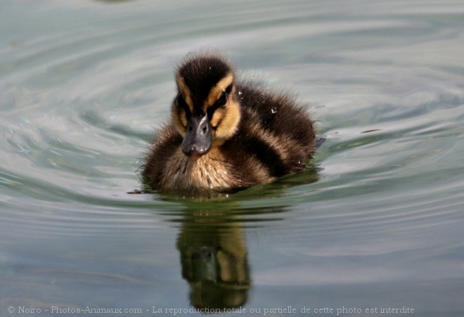 Photo de Canard