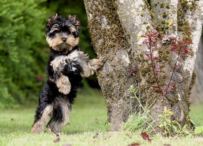 Photo de Yorkshire terrier