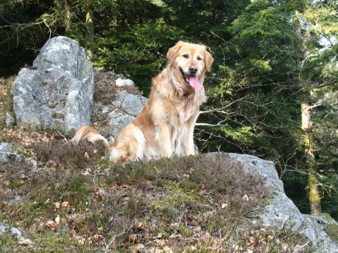 Photo de Golden retriever