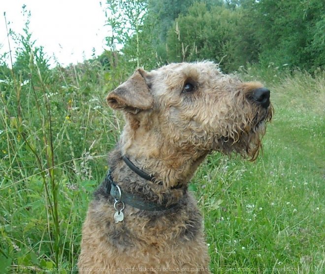 Photo d'Airedale terrier