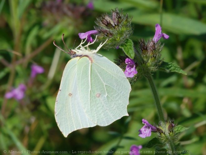 Photo de Papillon