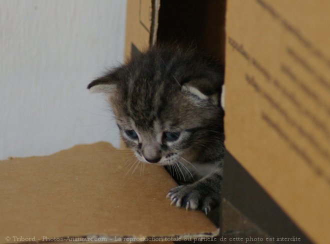 Photo de Chat domestique