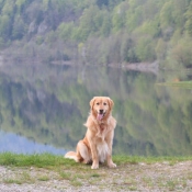 Photo de Golden retriever