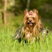 Photo de Yorkshire terrier