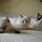 Photo de Ragdoll