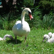 Photo de Cygne