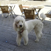 Photo de Caniche moyen