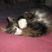 Photo de Maine coon