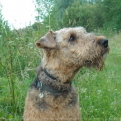 Photo d'Airedale terrier