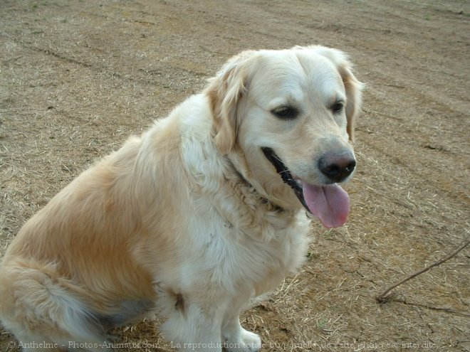 Photo de Golden retriever