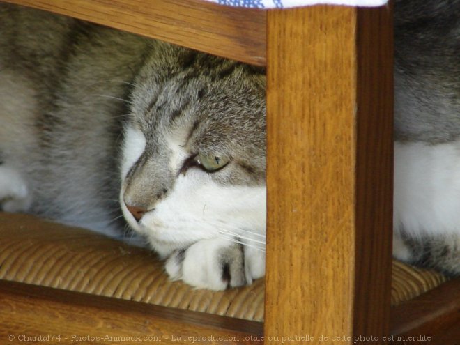 Photo de Chat domestique