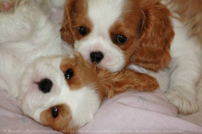 Photo de Cavalier king charles spaniel