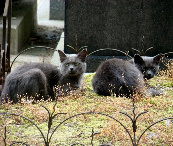 Photo de Chat domestique