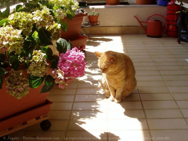 Photo de Chat domestique