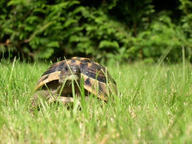 Photo de Tortue