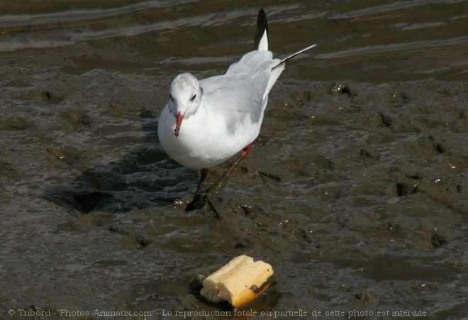 Photo de Mouette