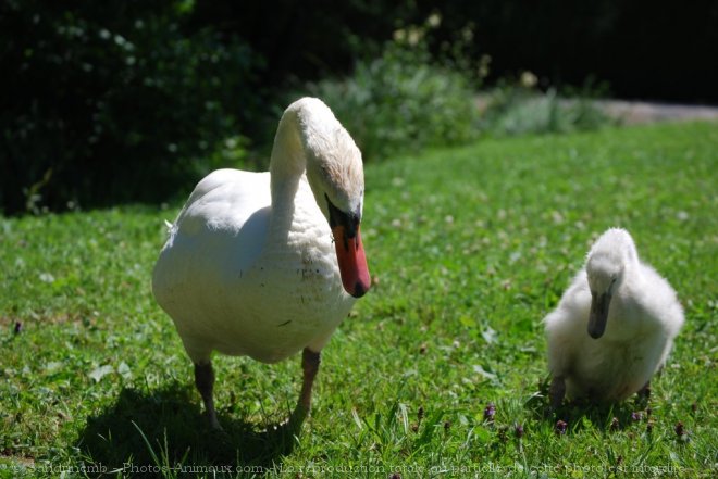 Photo de Cygne