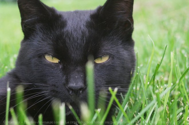 Photo de Chat domestique