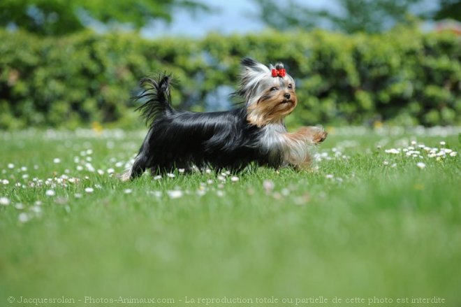 Photo de Yorkshire terrier