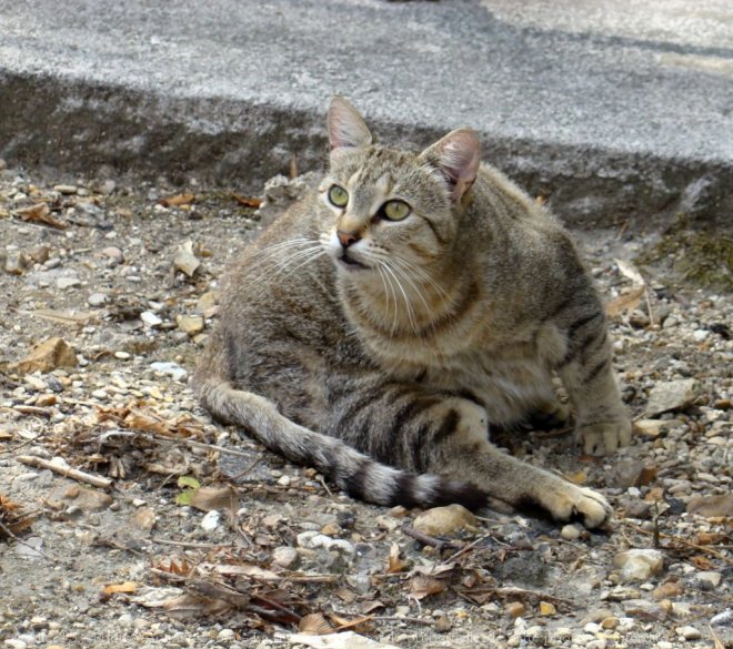 Photo de Chat domestique