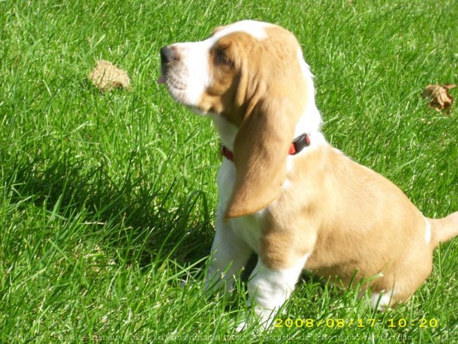 Photo de Basset hound