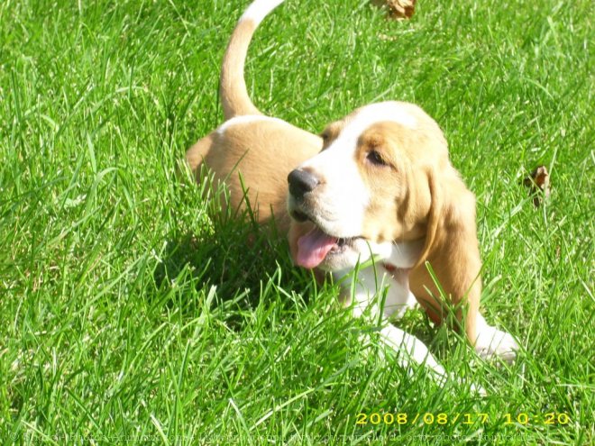 Photo de Basset hound