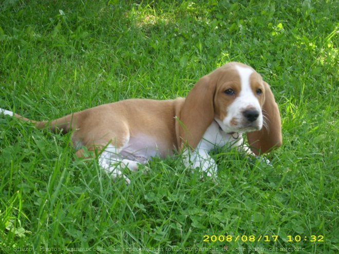 Photo de Basset hound