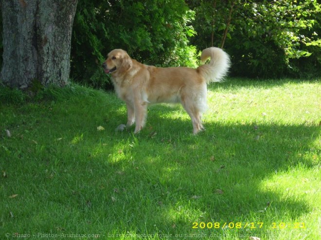 Photo de Golden retriever