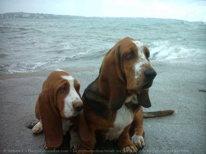 Photo de Basset hound