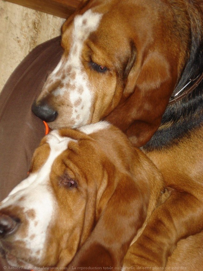 Photo de Basset hound