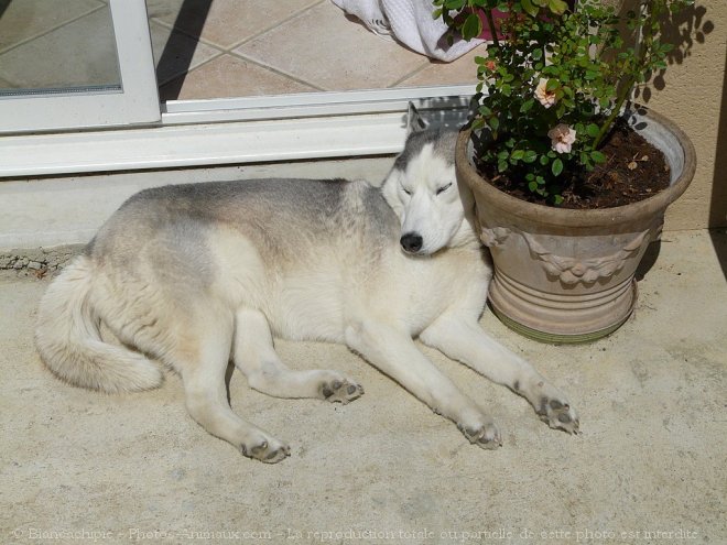 Photo de Husky siberien