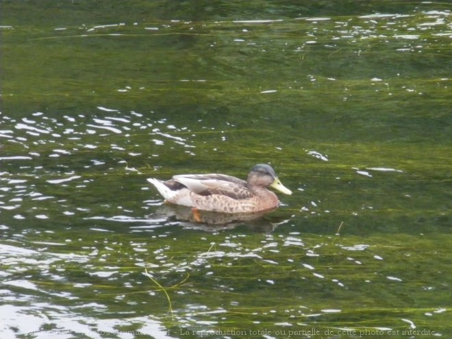 Photo de Canard