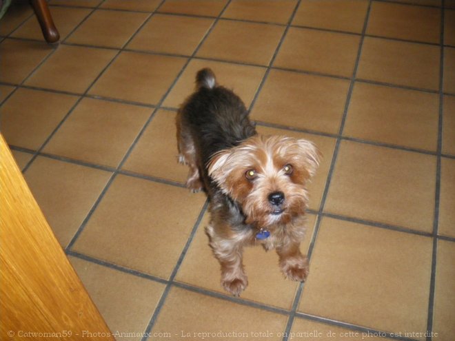 Photo de Yorkshire terrier