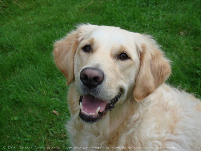 Photo de Golden retriever